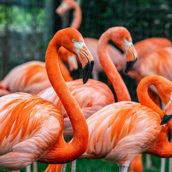  Toronto Zoo 多伦多动物园65+老人单日门票限时5折！年票5折！